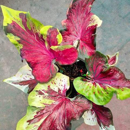 Каладиум NOPPHA GAO - NINE GEMS