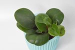 Пеперомия туполистная / Peperomia Obtusifolia