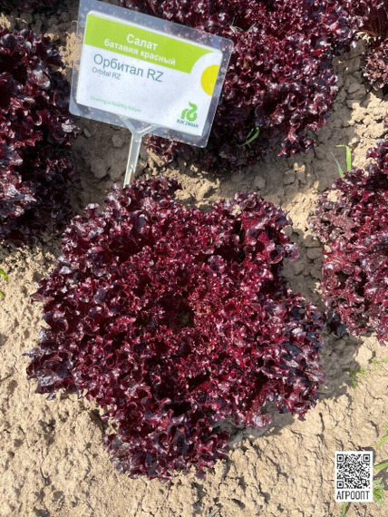 ОРБИТАЛ семена салата (Rijk Zwaan | Alexagro) – фото 6