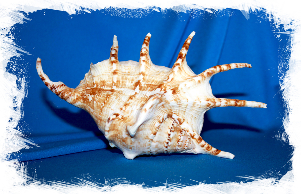 Экзотическая морская ракушка. Купить