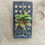 Орхидея DENDROBIUM FRAGRANS