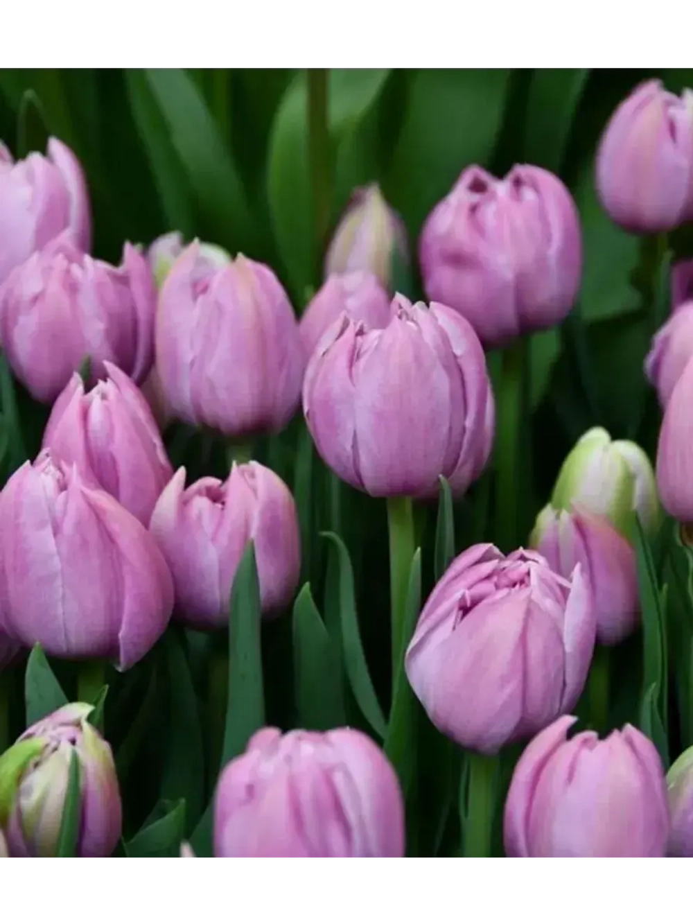 Тюльпаны Katinka 4 шт, набор луковиц