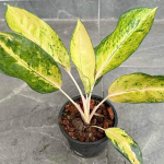 Аглаонема ICE CREAM