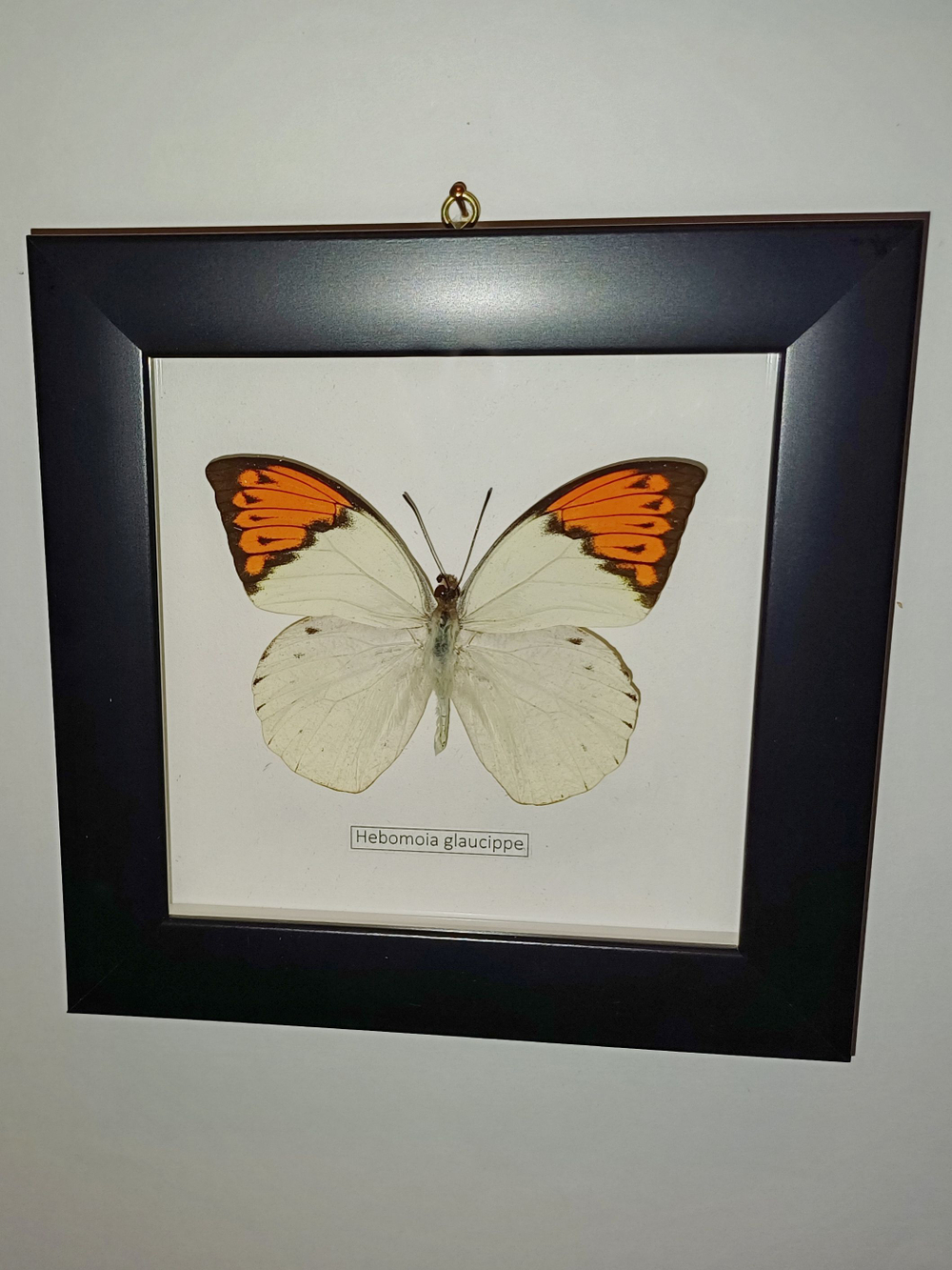 Бабочка Hebomoja glaucippe в рамке