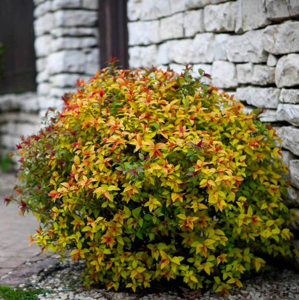 Спирея японская Magic Carpet