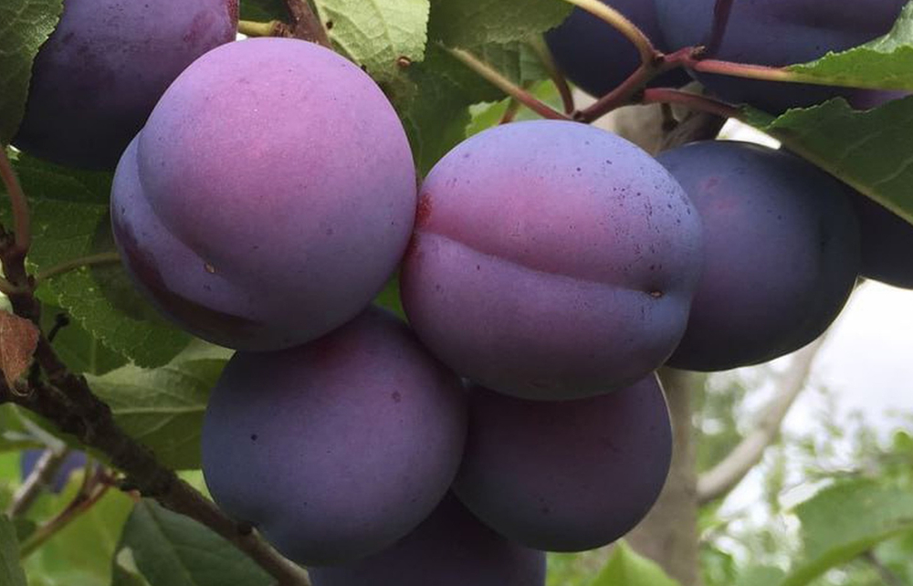 Саженец сливы «Заречная Ранняя» (Синяя, Ранняя, Косточка отделяется)