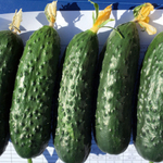 Ирлэнд F1 семена огурца (Enza Zaden / Энза Заден)