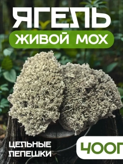 Ягель олений мох (кладония)