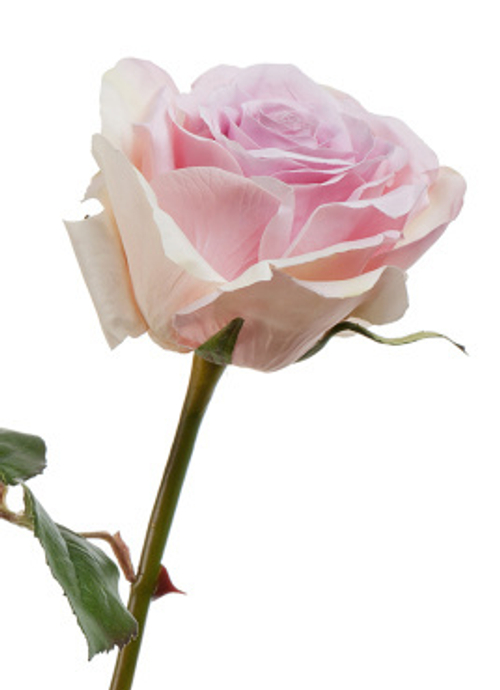 Роза Верди нежно-сиренево-розовая с кремовым