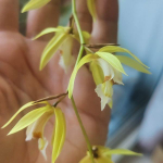 Орхидея целогина COELOGYNE ROCHUSSENII