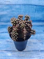 Gymnocalycium T-Rex Pink hybrid (Гимнокалициум T-rex)