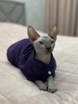 Одежда свитер для сфинксов кошек