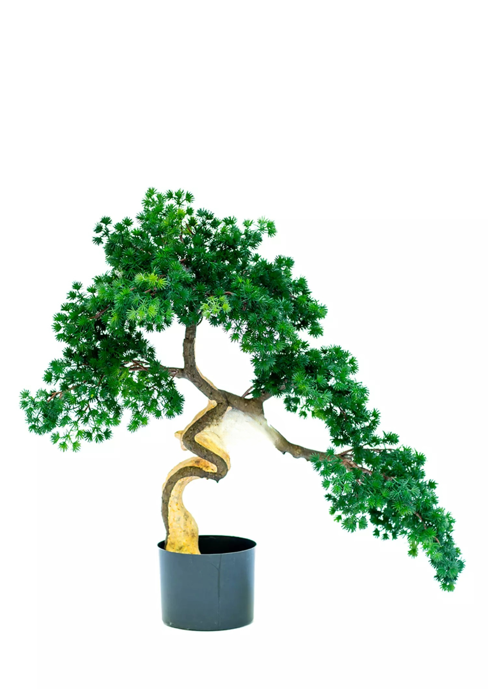 Бонсай игольчатый в. 63 см/ ш. 65 см (белый ствол)