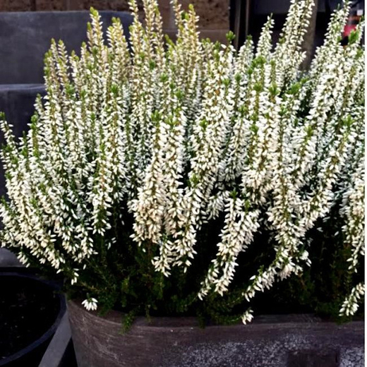 Вереска Лонг Уайт Р9 Закупка М45 апрель 2026