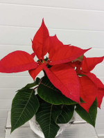 Пуансеттия D13