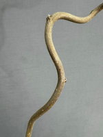 Корилус (h90 см)