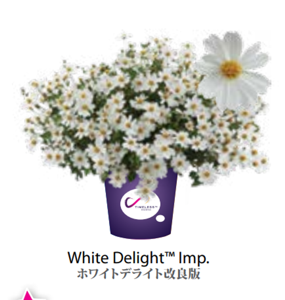 ЕВРО Bidens Биденс Timeless Collection White Delight НЕукор черенок середина ноября 25