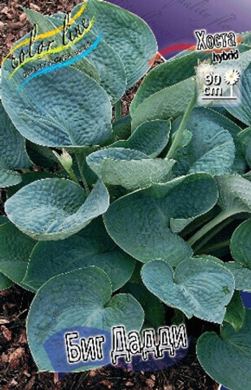 Хоста Биг Дадди