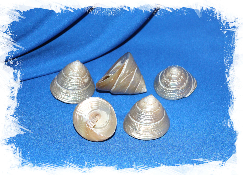 Перламутровые ракушки Трохус
