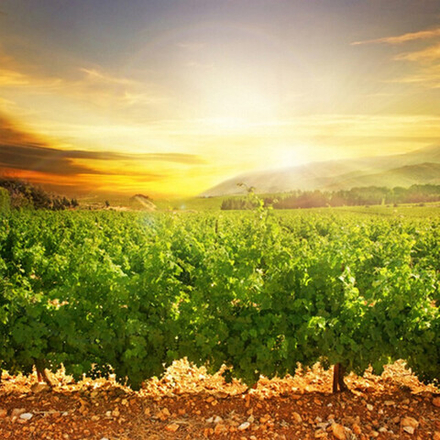 Отдушка TFC - Закат в долине Напа (Napa Valley Sunset)