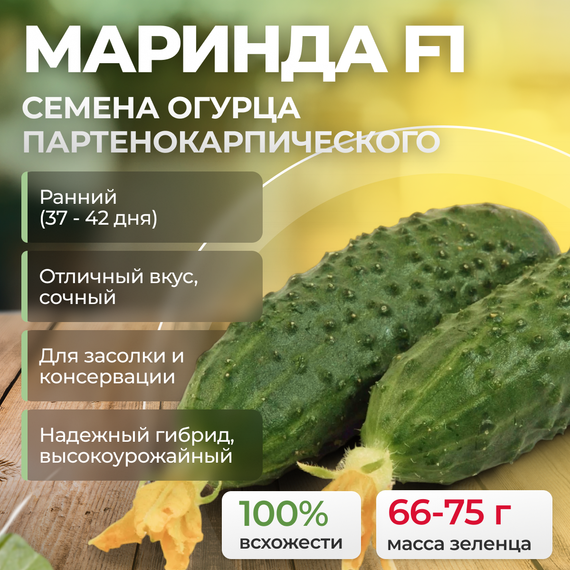 МАРИНДА F1 семена огурца партенокарпического (Seminis) – фото 1