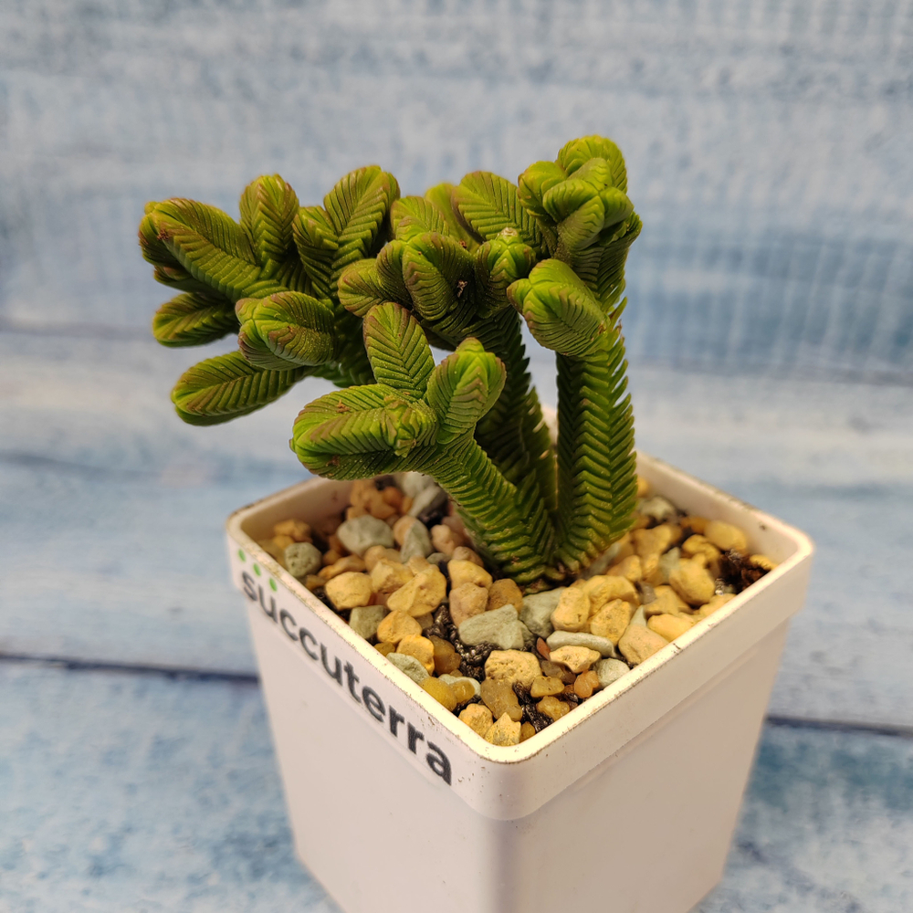 Crassula Pyramidalis Compacta (Крассула)