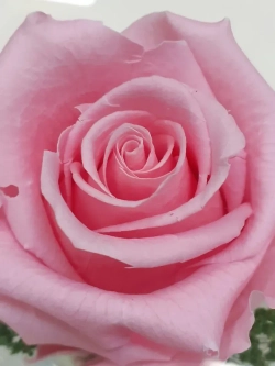 натуральная роза в стекле, вакуум*