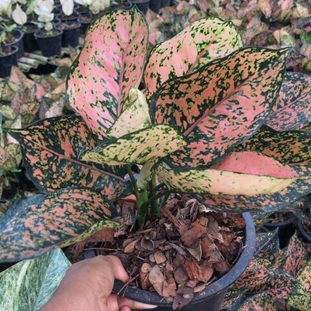 Аглаонема PINK MELODY