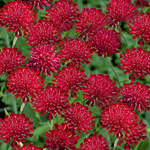 Короставник Марс Миджет С2