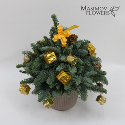 Ель "Дюймовочка в золоте"