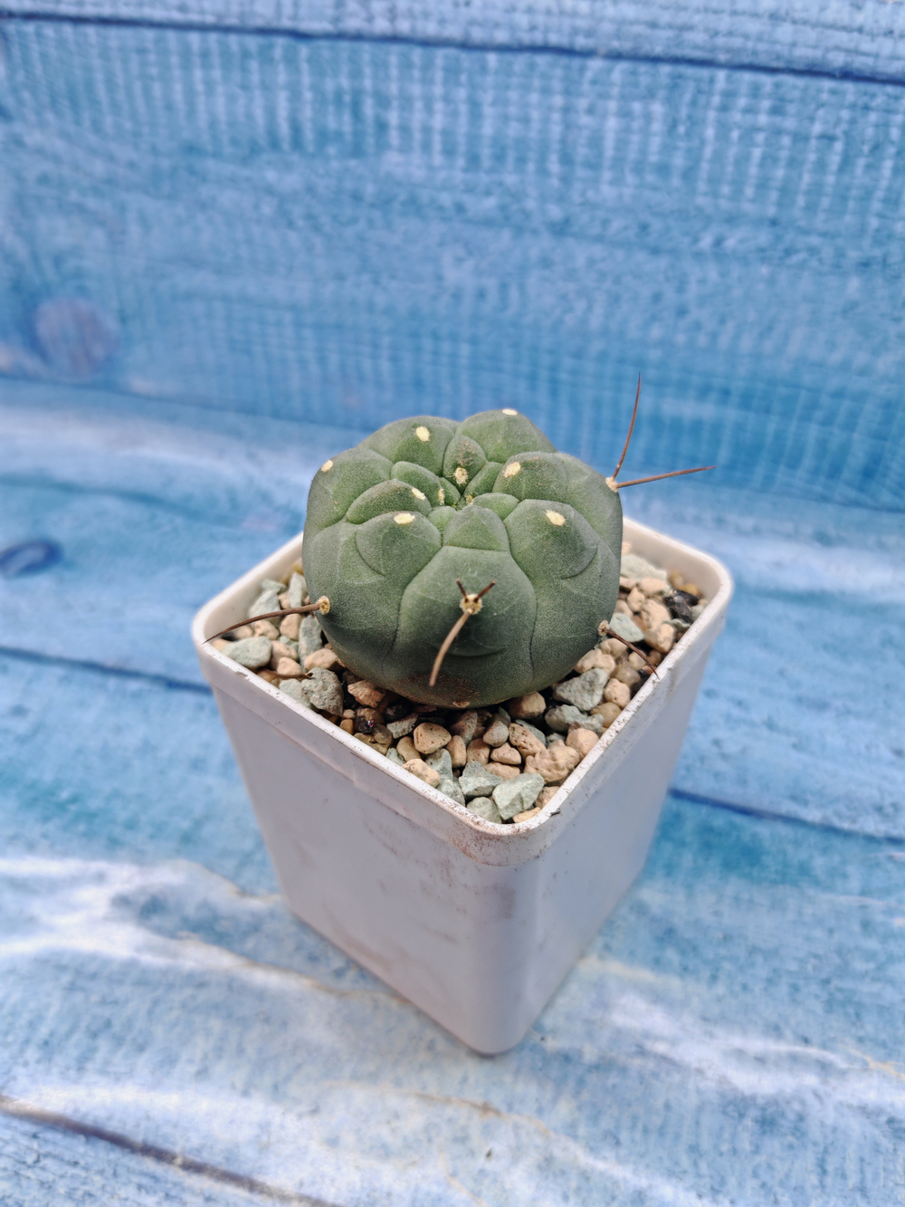 Matucana Madisoniorum (Матукана)