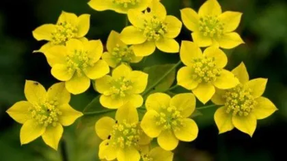 Трава володушки золотистой