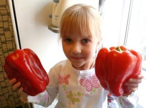 Перец Сладкий Гигантский — Big Bertha - Большая Берта