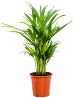 Хризалидокарпус