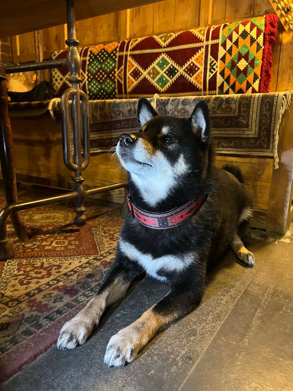 Ошейник Палас Әбике