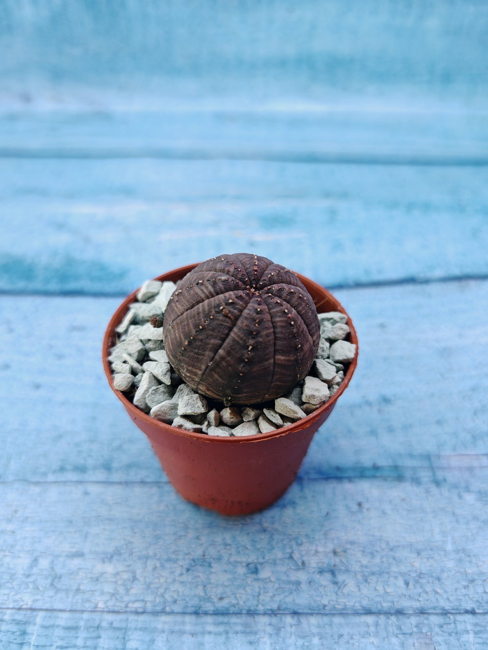 Суккулент Euphorbia Obesa (Эуфорбия)