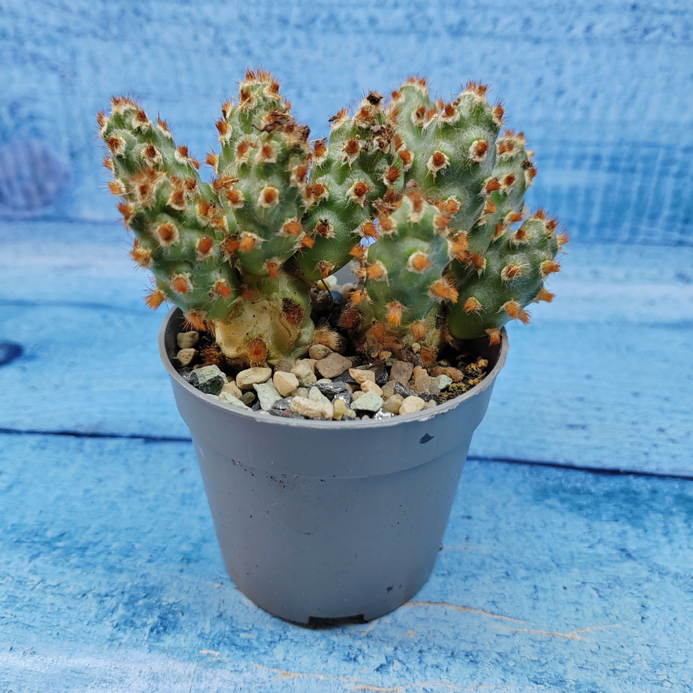 Tephrocactus Molinensis Red Glochids (Тефрокактус)