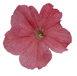 Петуния грандифлора Игл Салмон (100др) Витагрин Профи