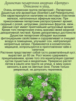 Пеларгония Цитрус ароматная цитрусовые фрукты герань душистая