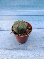 Euphoria Obesa (Эуфорбия)