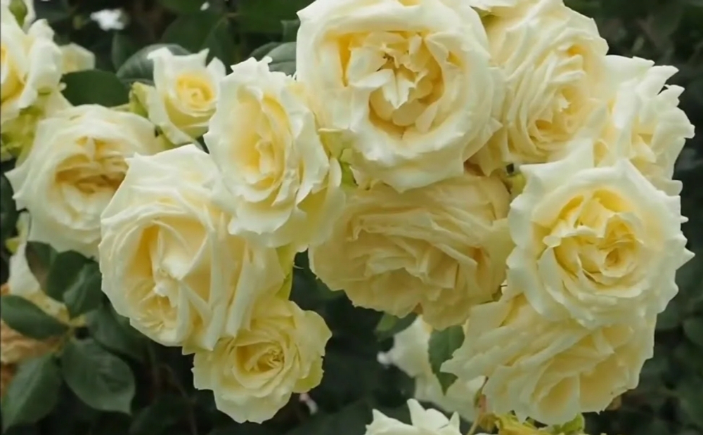 Эльф (Elfe)