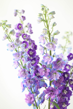 Монобукет Дельфиниум