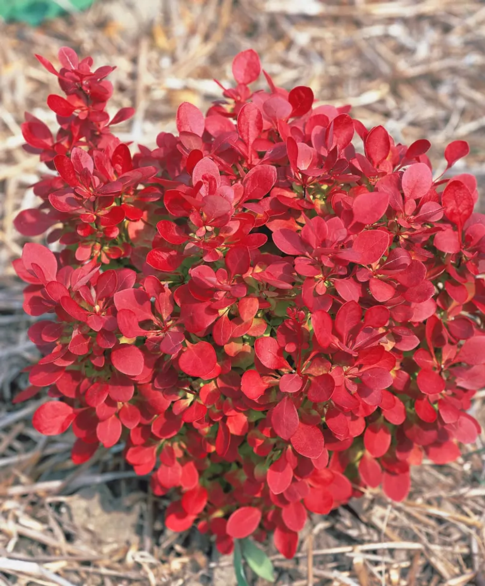 Барбарис Тунберга Лютин Руж С3 Закупка М60 июнь 2026