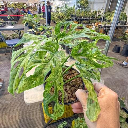 Монстера ADANSONII MOTTLED
