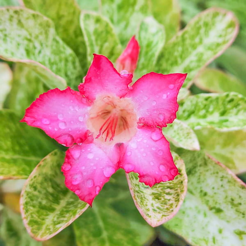Адениум вариегатный QUEEN OF MARBLE