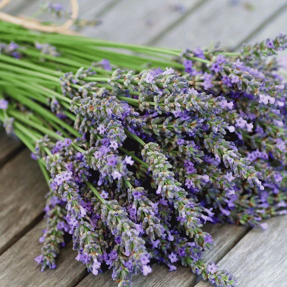 Лаванда (Lavender)