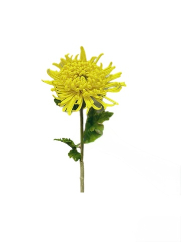 Хризантема Лебединая песня - Желтый
