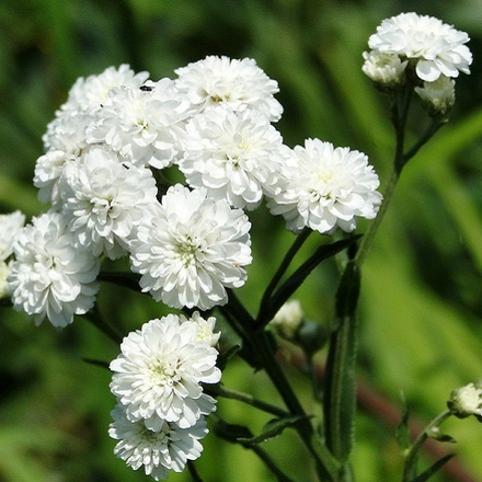 Тысячелистник птармика Noblessa (white)