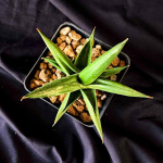 Сансевиерия BONCEL SHADOW