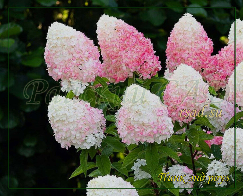 Гортензия метельчатая Пинк энд Роуз- Розовый и Роза (Pink & Rose)